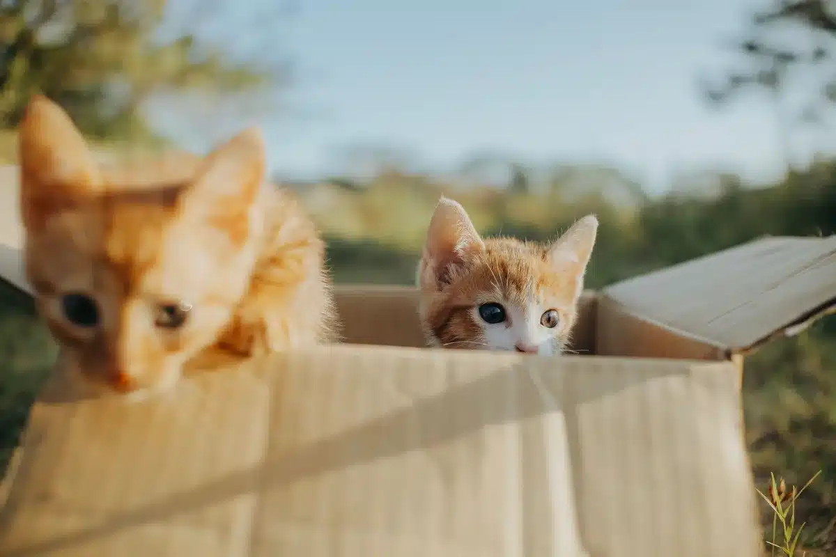 Compilación de videos de gatos de CatVideoFest proyectada en pantalla de cine