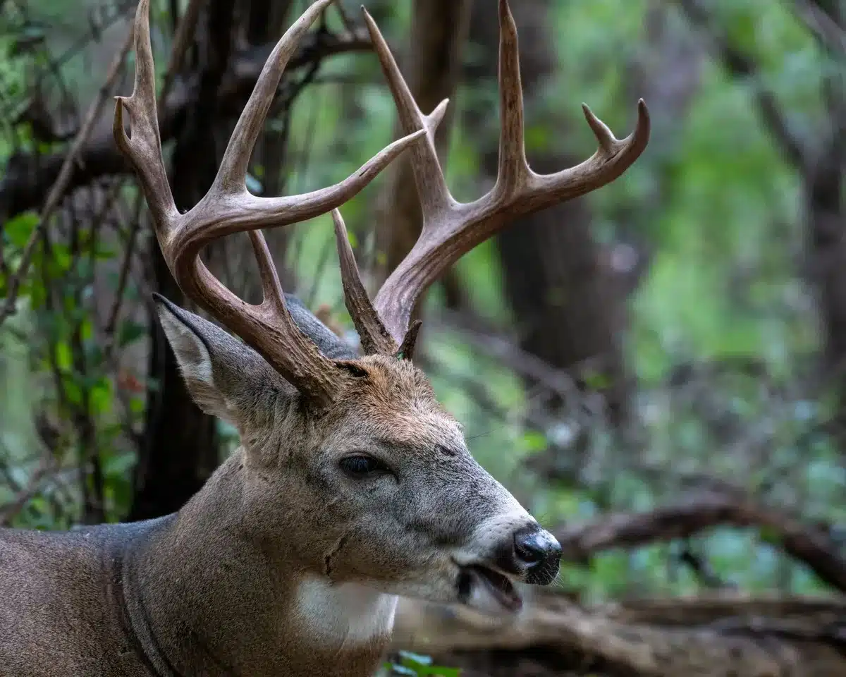 Cazador en un entorno de mundo abierto con fauna salvaje y bosques canadienses